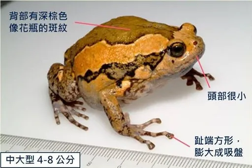 亞洲錦蛙入侵南投!求偶叫不停太擾民 縣府展開「除蛙行動」