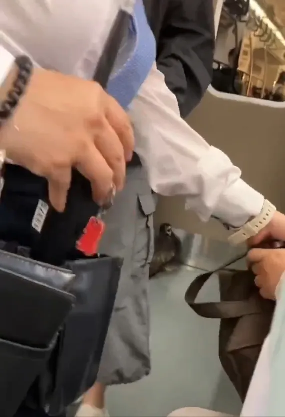 老鷹疑似撞到柱子又受到驚嚇，躲在角落不敢動彈。翻攝照片