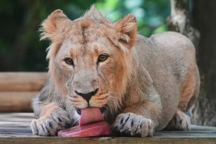 英國倫敦動物園的獅子舔著冰棒消暑。美聯社