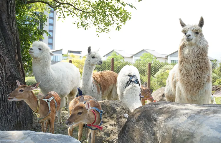 園區內可與梅花鹿、羊駝等動物互動。綠舞提供