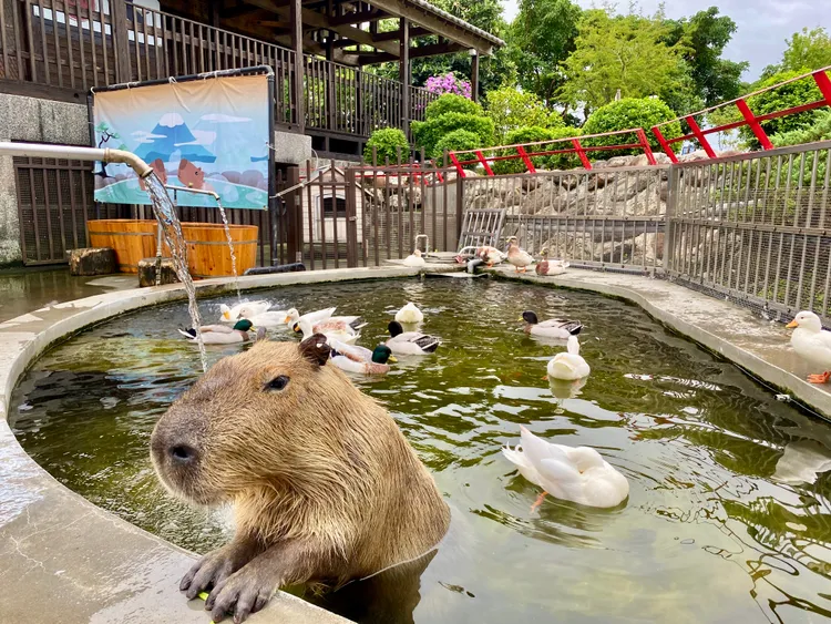 宜蘭綠舞園區內水豚互動區，打造水池、日式溫泉泡湯桶等設施。莊偉祺攝