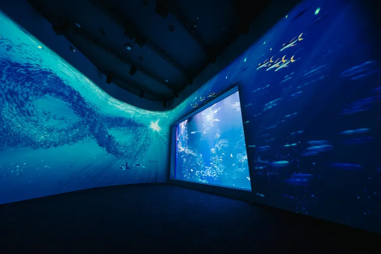 台中海洋館1樓「黑潮之海」展區。台中海洋館提供