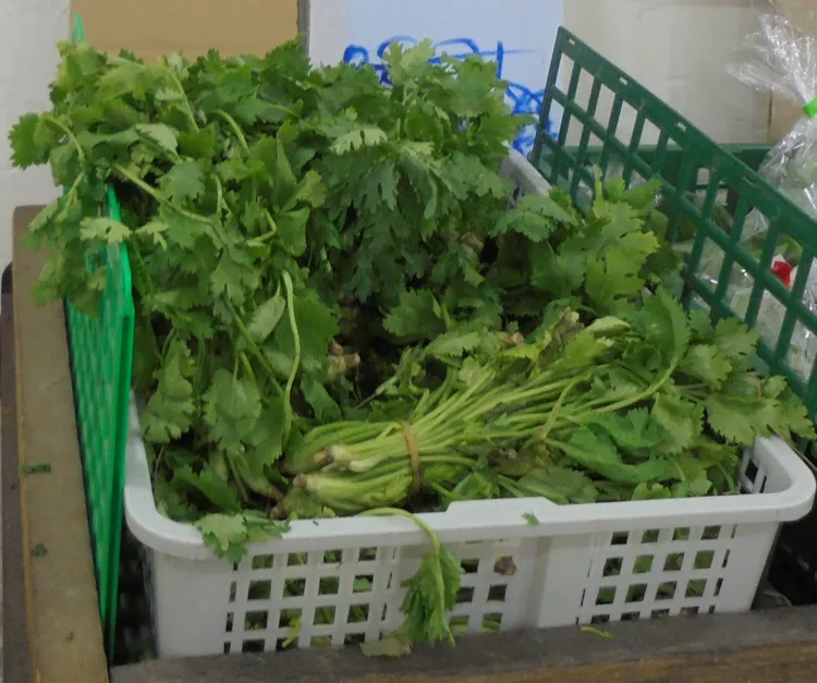 九層塔、香菜等蔬菜也中鏢，被驗出農藥殘留不符規定。台北市衛生局提供