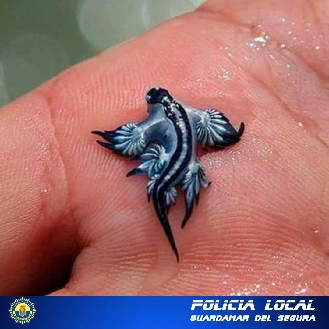 上周,西班牙海域也出现蓝龙的踪影。翻摄脸书/Policía Local Guardamar