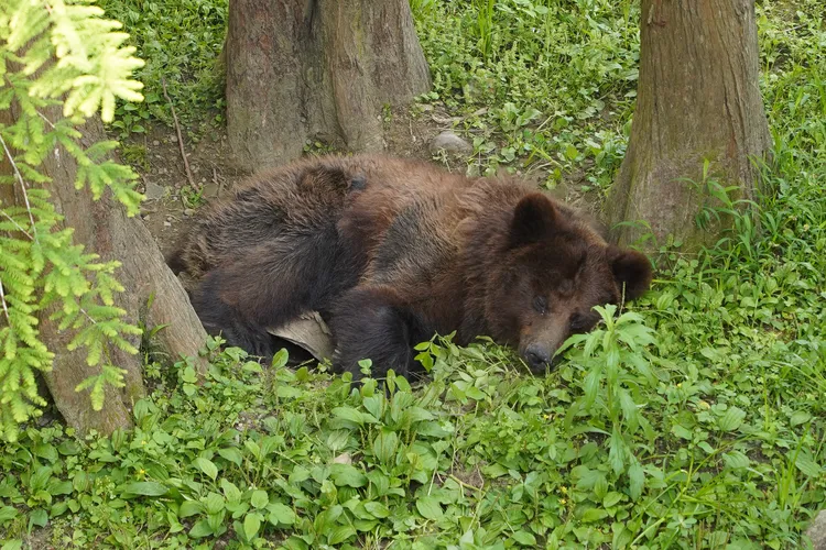 小喬近期出現喘促、精神不濟等症狀，園方正進行安寧照護評估。台北市立動物園提供