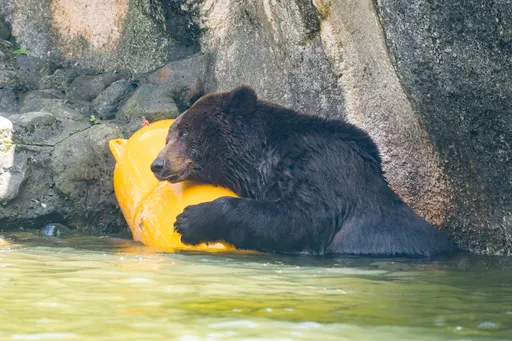 棕熊「小喬」疑腫瘤復發!北市動物園啟動安寧照護評估