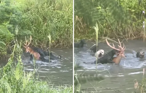 梅花鹿遭流浪犬集體獵殺嘶咬 哀號畫面撕心!動督盟卻反說這重話