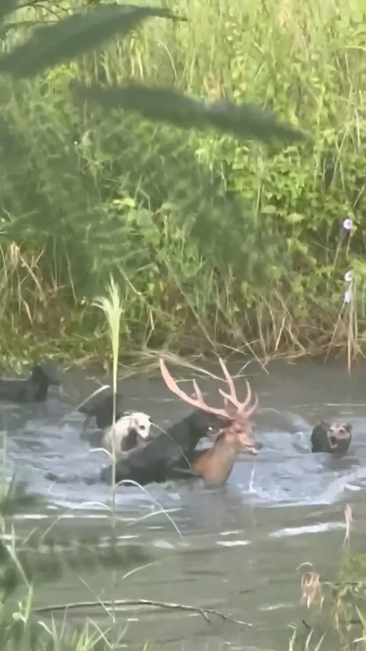 1隻黑犬緊咬住梅花鹿的右耳不放。翻攝「馬頭山自然人文協會」臉書