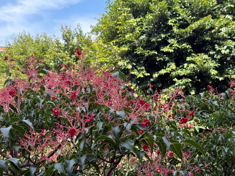 陽明山上的野鴉椿綻放。北市工務局提供