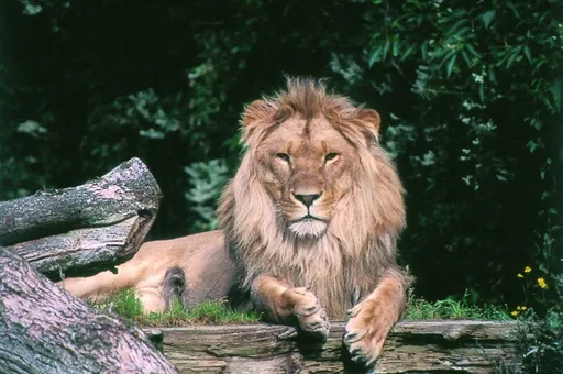 模擬自然界食物鏈 丹麥動物園徵求「棄養寵物」餵食猛獸引熱議