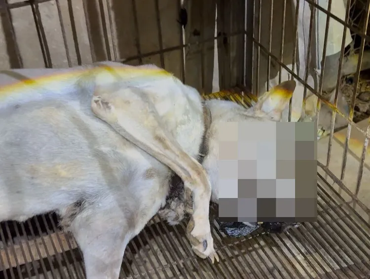 疑遭虐死犬隻。翻攝臉書邵柏森-虎哥救援大小事