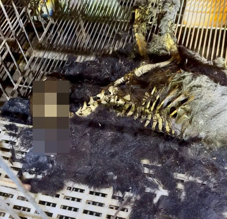 現場發現的毛小孩遺骸。翻攝臉書邵柏森-虎哥救援大小事