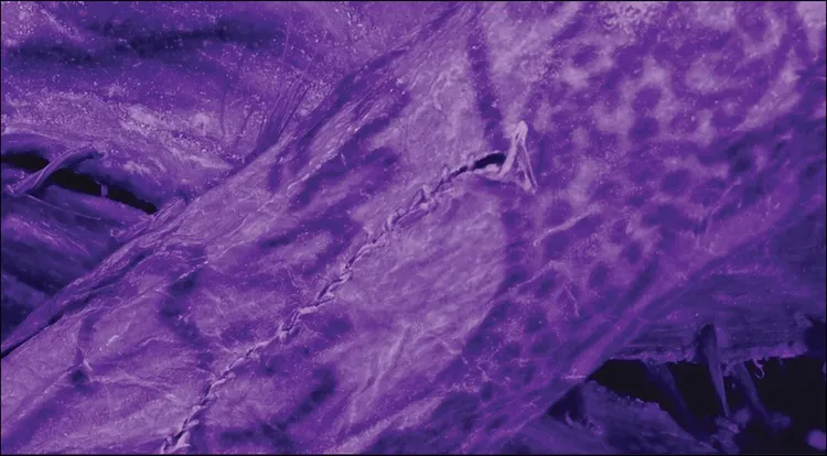 利用近紅外線更清楚看到刺青細節。考古雜誌