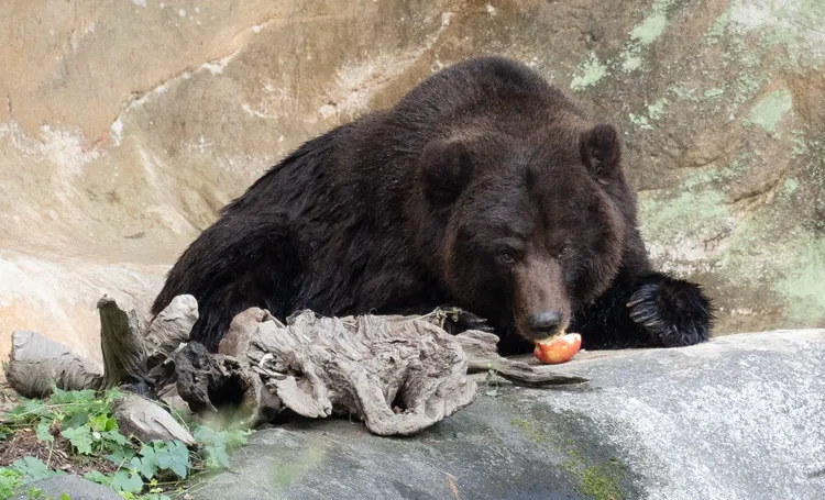 過去小喬強韌的生命力和活潑的探索行為，受到許多遊客的喜愛。台北市立動物園提供