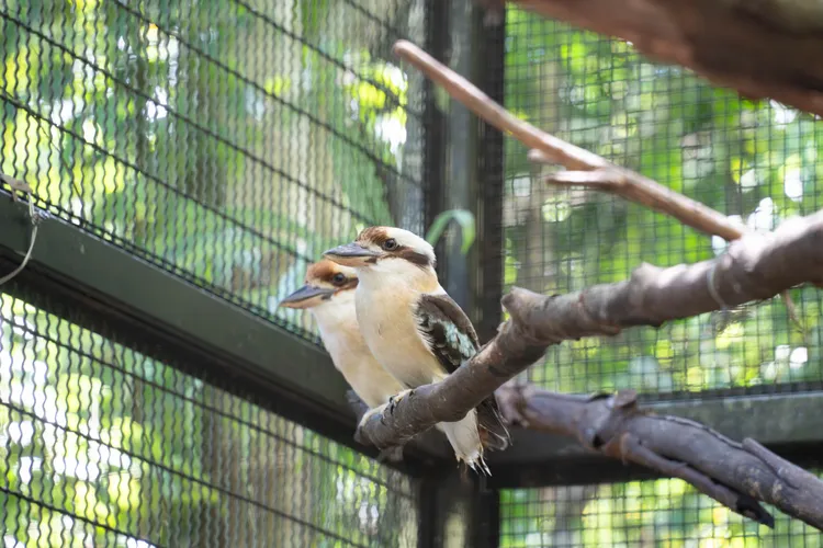 笑翠鳥現生活在戶外活動場，正是觀察其育幼行為的最佳時機。台北市立動物園提供