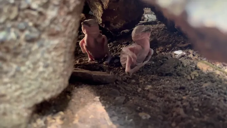 保育員記錄的「菜鳥」粉嫩時期。台北市立動物園提供
