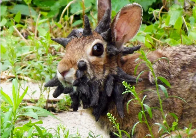 專家指出，過去也曾經出現過類似的狀況。美聯社