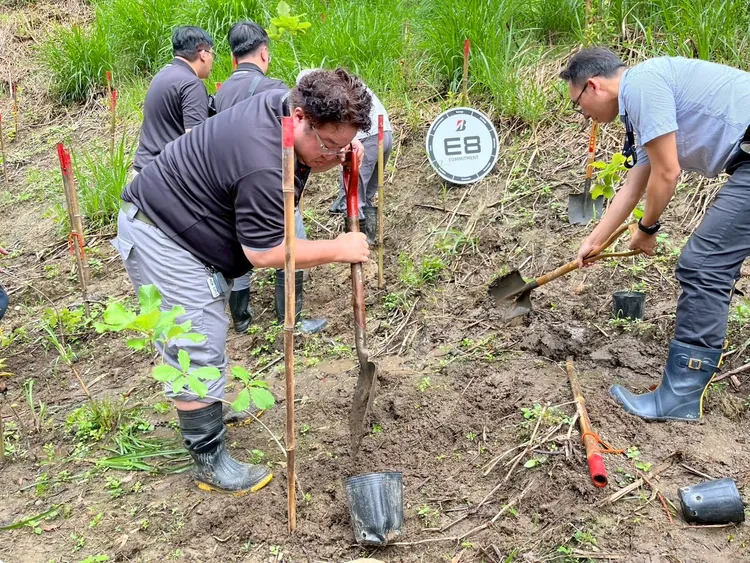 槲櫟在台灣僅分布於新竹、苗栗，野外族群不到 200 株，已列入《台灣維管束植物紅皮書名錄》極危（CR）等級。業者提供