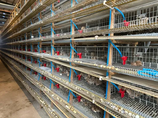 彰化養禽場再爆H5N1禽流感疫情 近7萬隻鵪鶉遭撲殺