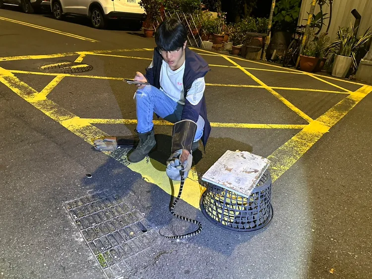 霧峰光明街出現毒蛇「雨傘節」蹤影。本鄉里長林揚展提供