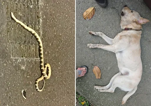 台中霧峰山區驚傳毒蛇咬死犬隻「2死3傷」 居民出門帶鐵棍