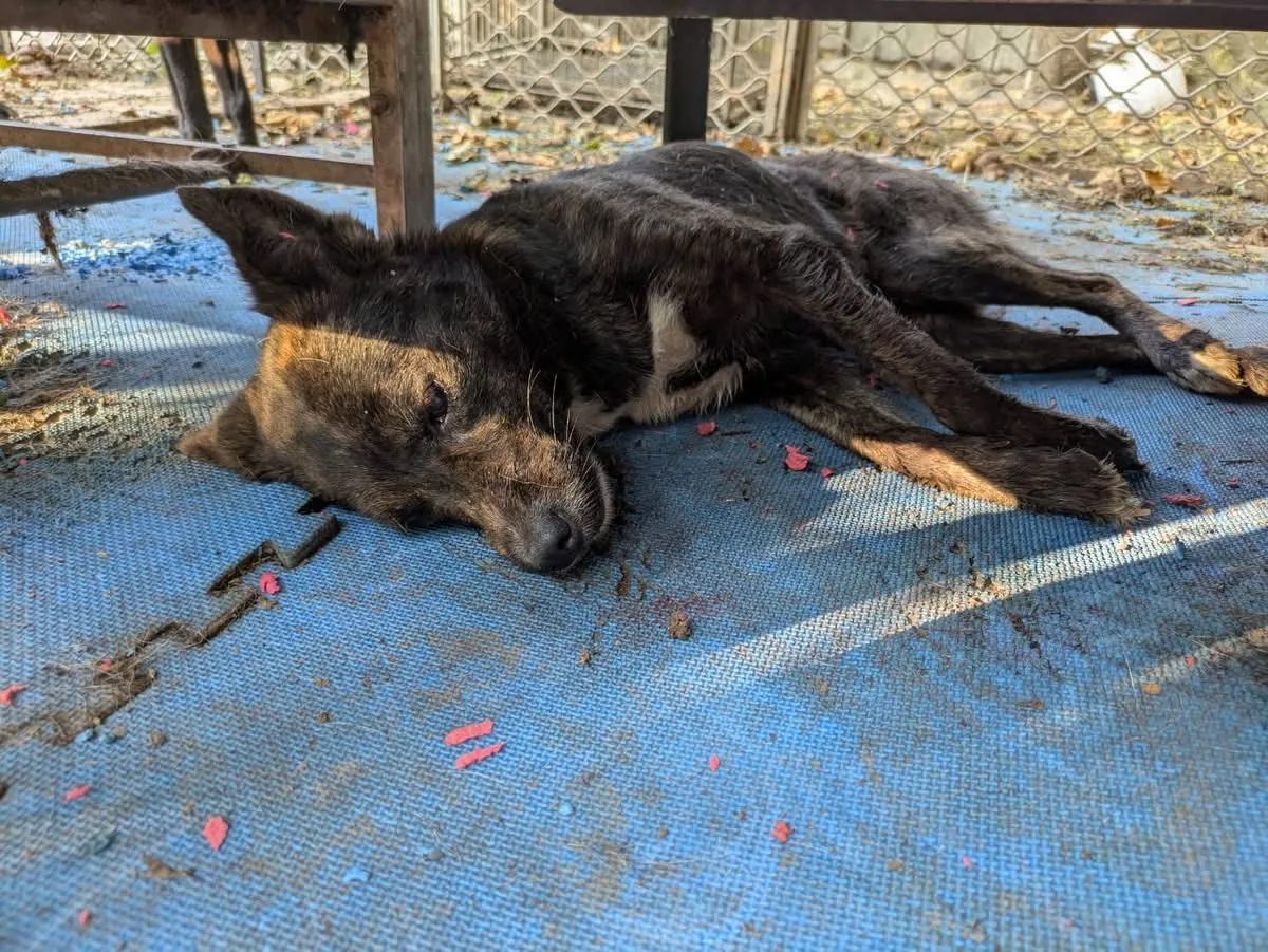 雾峰区传出毒蛇攻击犬只,已造成「2死3伤」。李天生提供