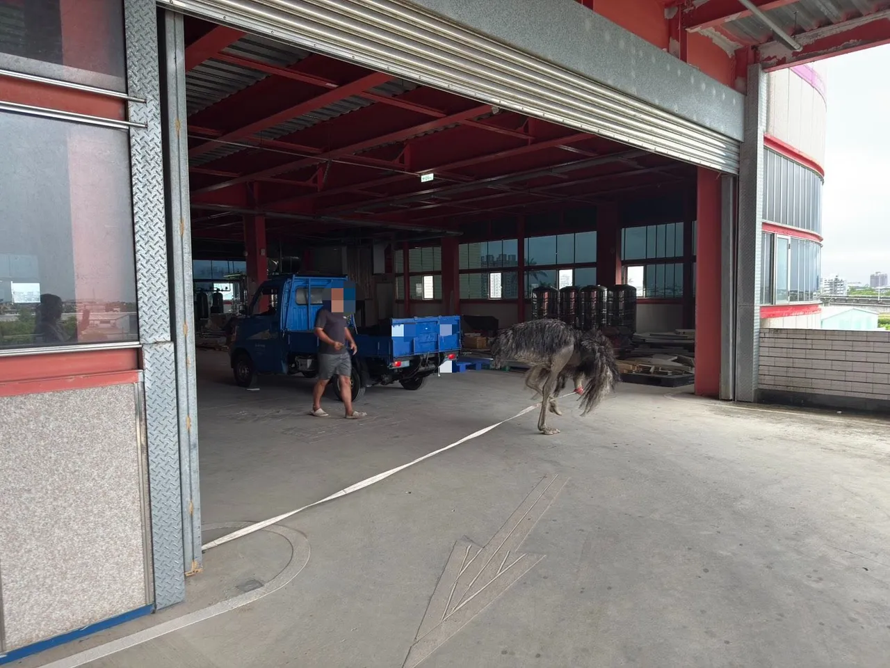 在警民合力下,最終順利將鴕鳥抓住交還飼主。翻攝照片