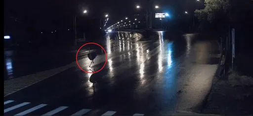 颱風夜奇景!逃家鴕鳥凌晨街頭狂奔 警民聯手上演「抓鳥行動」