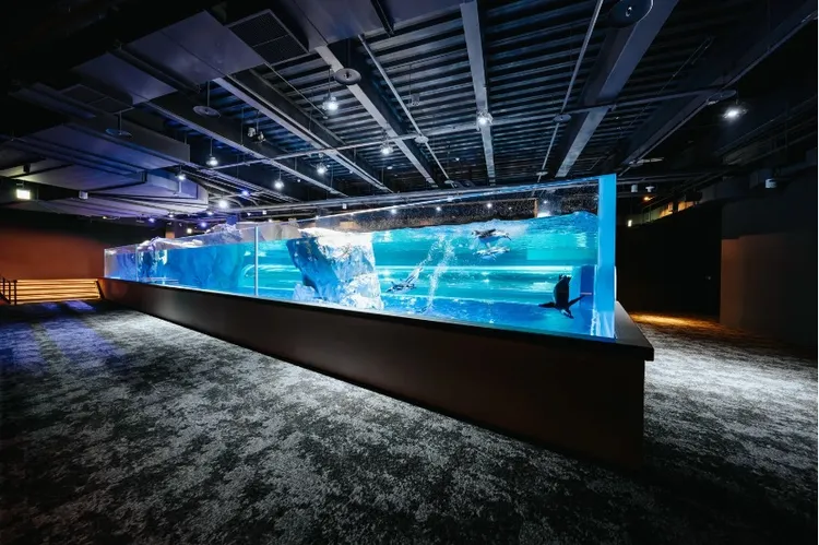 「台中海洋館」有全台首創的室內開放式企鵝展示區。翻攝自官網