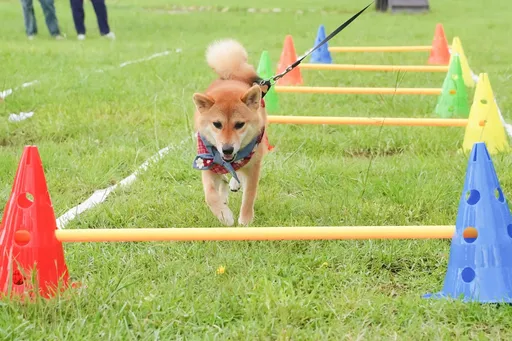 別害毛孩!網賣動物藥恐罰45萬元 北市半年抓9違規