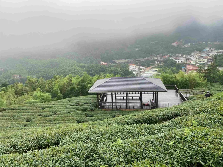 「高年級童樂會」1日遊行程可走訪嘉義太平雲梯雲海。高鐵提供