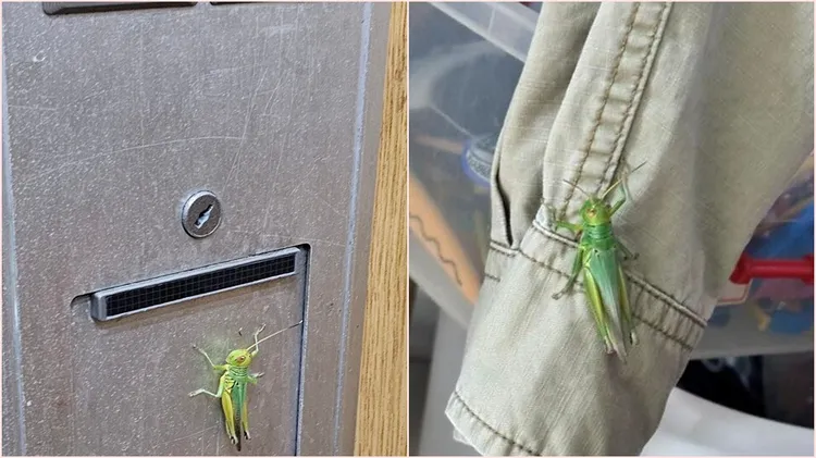 在都市少見的蝗蟲讓不少民眾相當驚訝。翻攝自路上觀察學院臉書