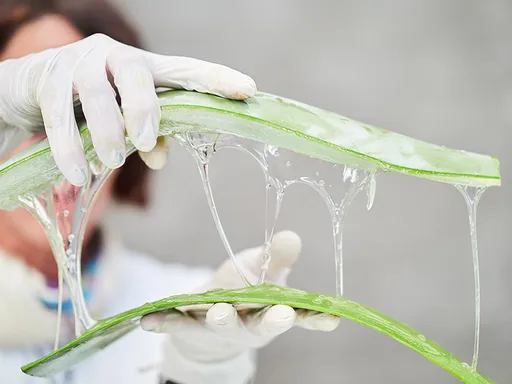 壹蘋派生活美語 超萬能的植物:蘆薈