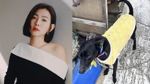 淡水黑狗Michael遭偷走虐死 米可白心疼孤單鏈養船上:飼主難辭其咎