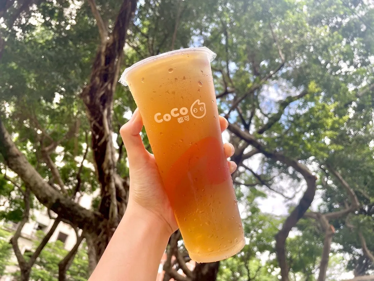 配合秋分节气推出全新「日安六条大麦」。CoCo提供