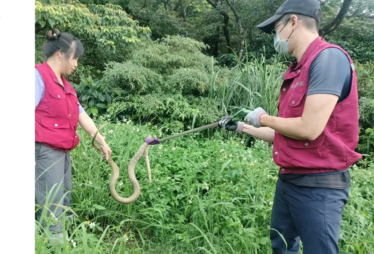 長達2尺長臭青母野放，重回自然棲地快樂生活。動保處提供