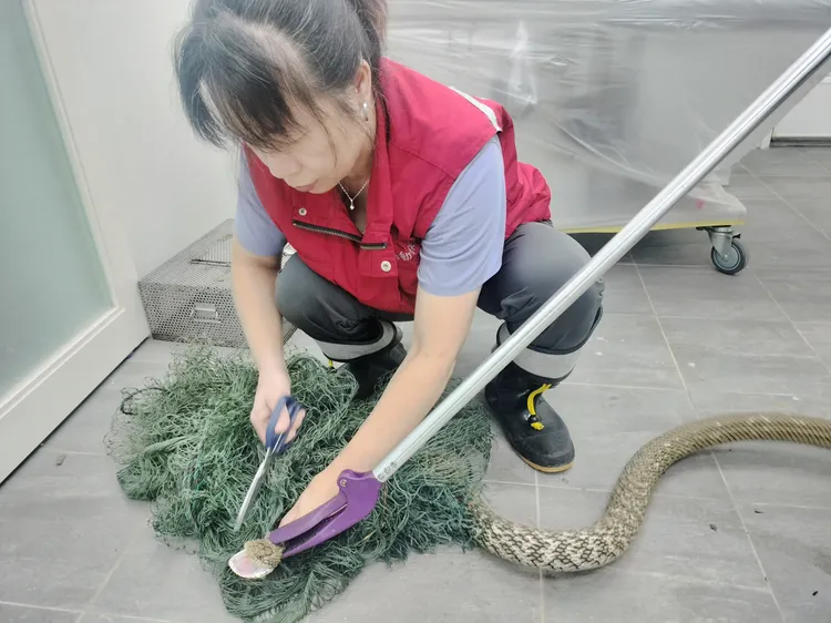 訓練有素的動保員熟練的左手抓蛇，右手剪網助蛇脫困。動保處提供