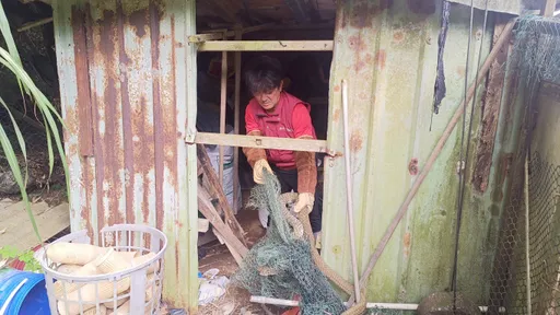 「不速之客」闯新北金山偏郊仓库发异响 竟是2公尺臭青母困鱼网吓坏农户