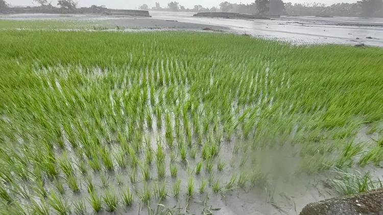 農田遭洪水泥流埋沒損失慘重。縣府提供