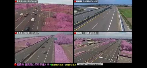 離奇9月櫻?嘉義驚見「粉紅櫻花大道」 公路局曝真相