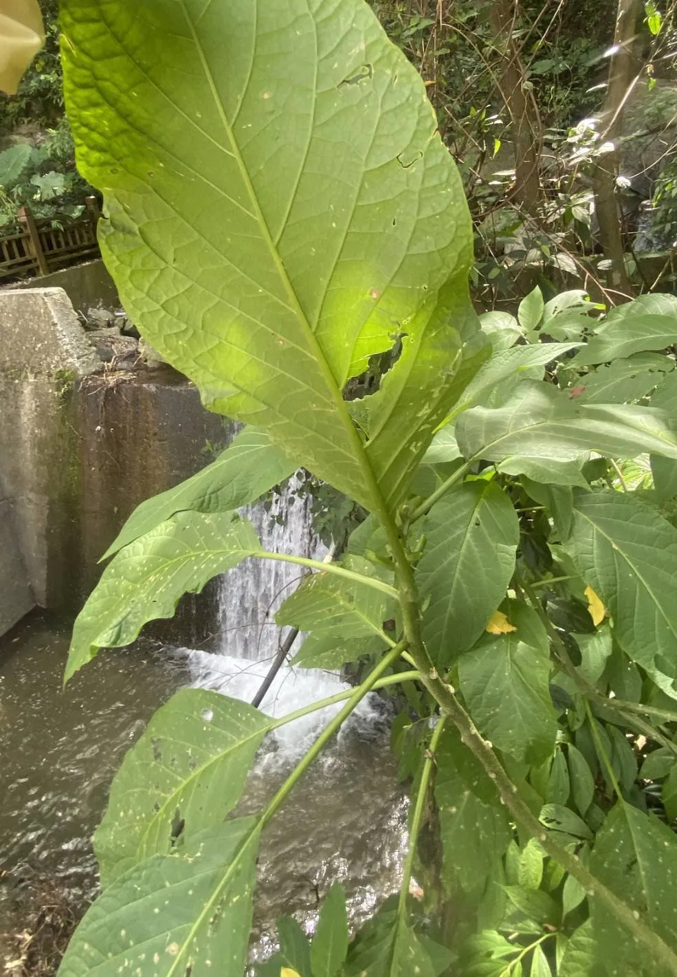 大花曼陀罗具有毒性。县府提供