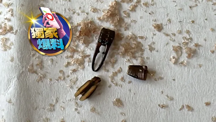 陳小姐將幼兒吃剩下的米餅碎屑倒出，裡面的「黑點」竟是蟲，讓她嚇壞了。曾佳俊攝