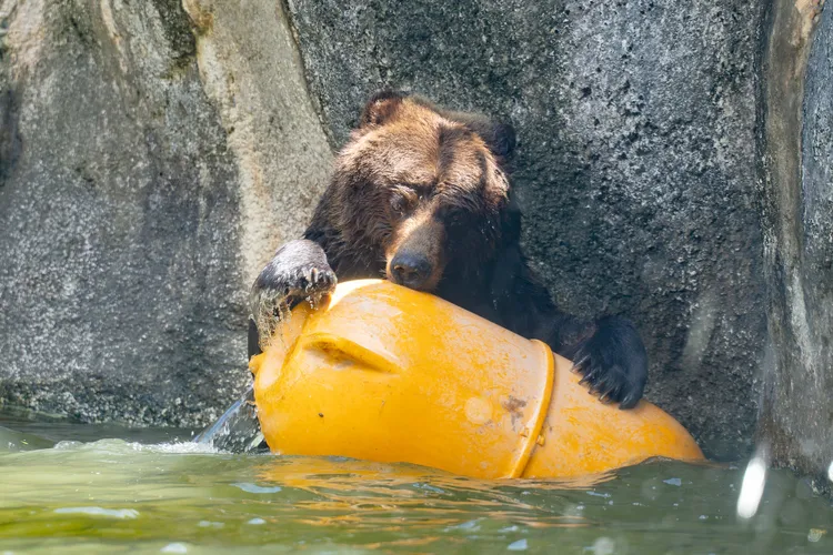 棕熊「小喬」因腫瘤惡化於2025年8月離世。台北市立動物園提供