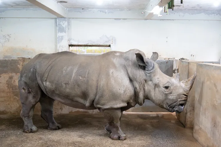 44歲的白犀牛「犀敏」因病離世。台北市立動物園提供