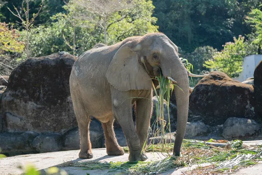 8推車祭品排滿滿!北市動物園中元普度 追思非洲象「美代」、棕熊「小喬」