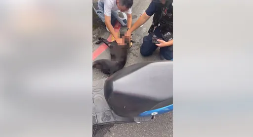 南港小黑遭拖行惨死辩遛狗 饲主身分曝光!最重可判2年罚200万