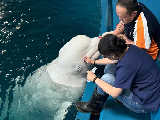 屏東海生館年度動物眼睛健檢!海洋生物也怕看醫生 這隻動物故意裝忙
