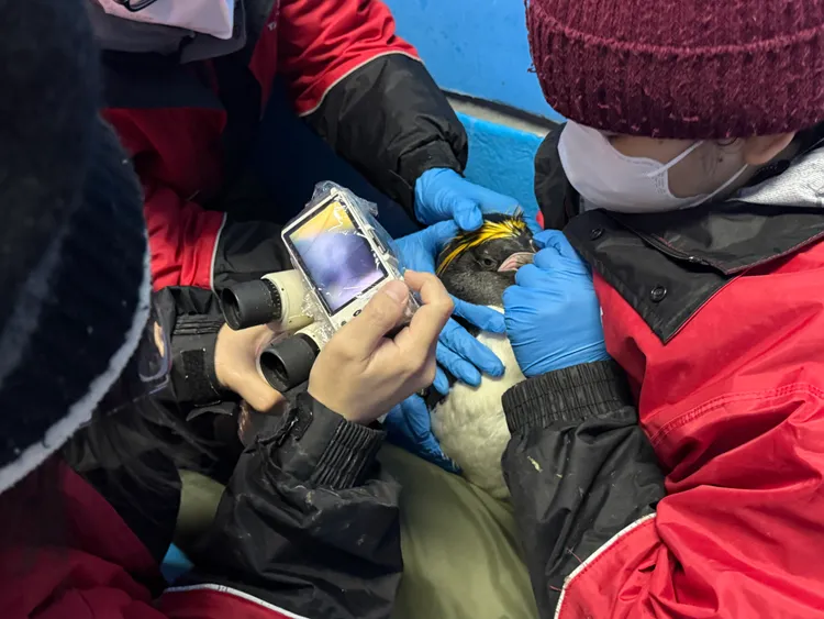 飼育員們會藉由保護固定企鵝們來進行檢查。海生館提供