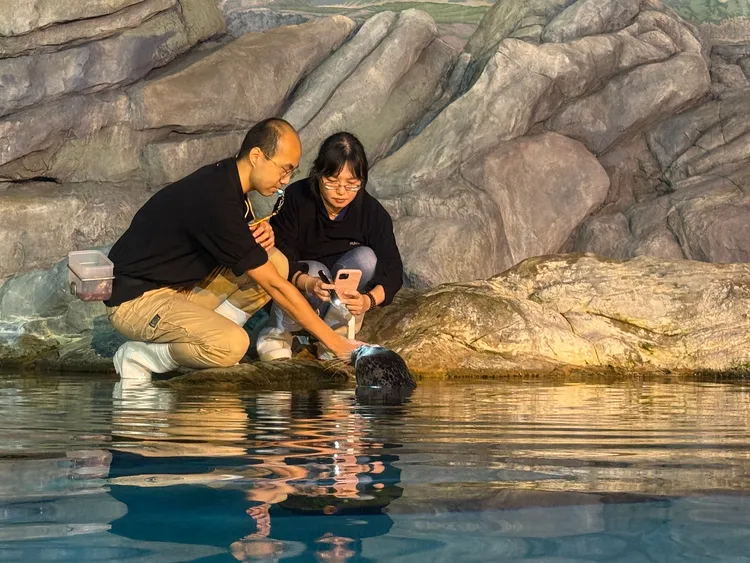 海豹夏綠蒂總是喜歡躲在遠處偷看。海生館提供