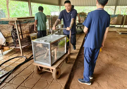 新埔扣押犬24隻已接回動保所安置 即起開放民眾認養